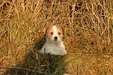JACK RUSSEL 391